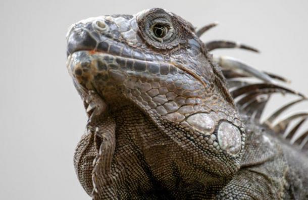 Ola de frío en Miami: advierten que pueden caer iguanas congeladas de los árboles