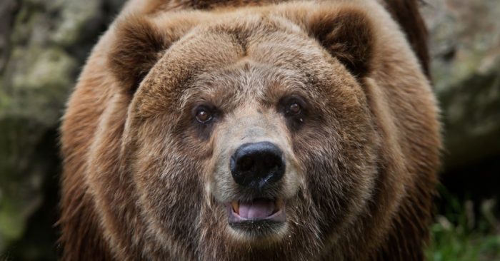 “Pablo EskoBear”, el oso que se tragó más de 30 kilos de cocaína y cuya historia llegará al cine