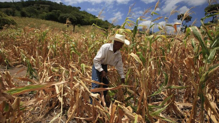 Inseguridad alimentaria en Honduras casi se ha duplicado, según la ONU