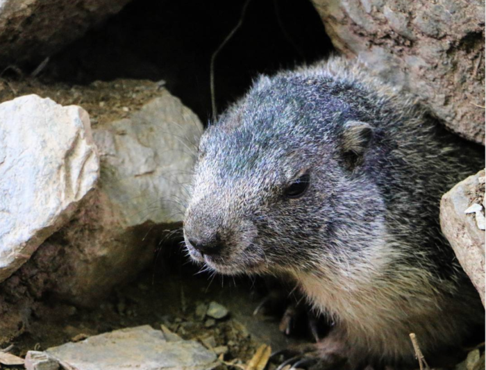 Día de la marmota: Cómo se celebra en EE.UU