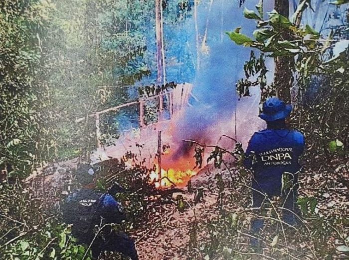 Condenan a cinco narcos que tenían cultivados 86 mil arbustos de hoja de coca en Colón