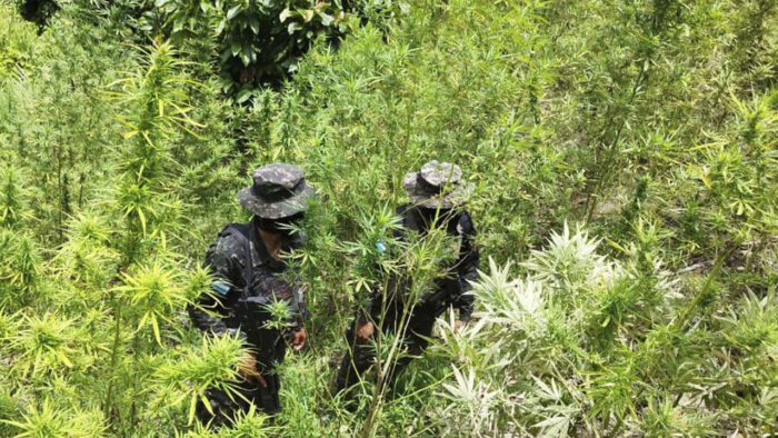 Aseguran plantación de droga en Tocoa