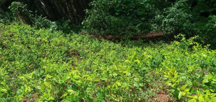 Erradican varias plantaciones de arbustos de hoja de coca en Colón