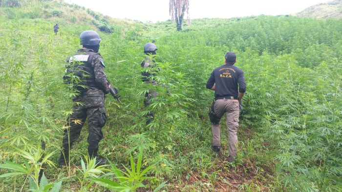 Incautan 19 mil plantas de supuesta marihuana en aldea de Tocoa