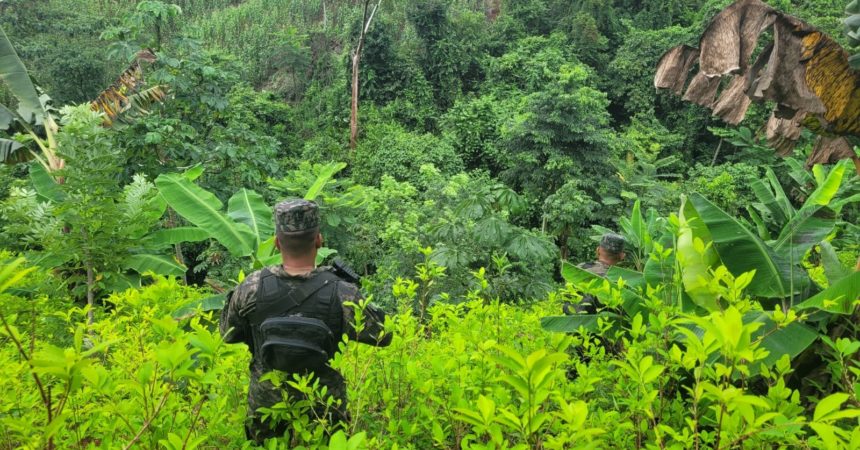 Aseguran plantación de arbustos de coca en Colón