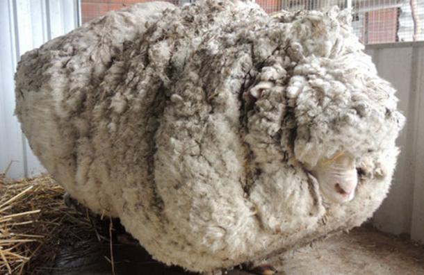 Esta oveja vivió 6 años rondando sola por los cerros y rompió un récord mundial